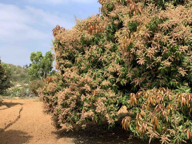 Pavana Vatika Orchards — 14-acre chemical-free mango farm in Karnataka