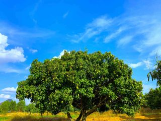 Farm visit and mango picking at Pavana Vatika