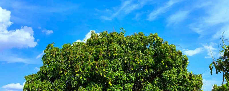Mango picking experience at Pavana Vatika Orchards Karnataka