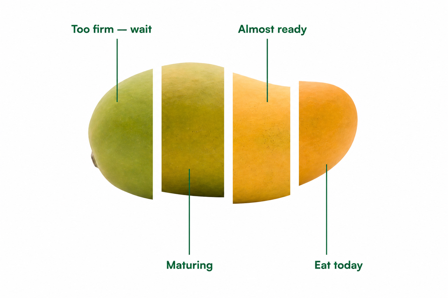 Mango ripeness stages from firm green to golden orange: too firm, maturing, almost ready, and eat today