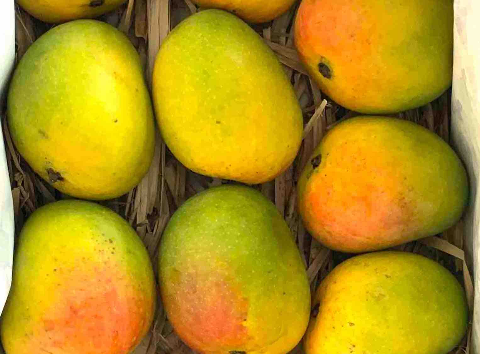 Alphonso - Badami Mango – SooperMango fresh mango
